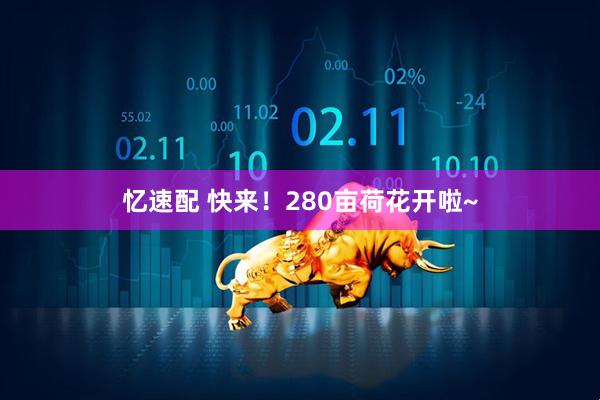 忆速配 快来！280亩荷花开啦~